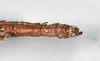 CollectionObject 1557831; 340a164c-1069-4dc7-beff-4f98a72401ef: copyright QM. male: end of abdomen, dorsal view (holotype). (CollectionObject).