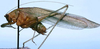 CollectionObject 1522466; 9a2ae45c-11ed-4908-bb30-6d97a7d88388: male, lateral view (holotype). (CollectionObject).
