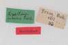 CollectionObject 1505643; 87030095-48d6-4deb-9894-f47ecb3d670c: male, labels (syntype). (CollectionObject).