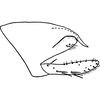 Pygofer, lateral view on Donidea verticis (Baker, 1903): Pygofer, lateral view. (Observation).