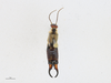 CollectionObject 2223588; a8d3c0f7-dd2d-4b45-ab84-6fe4a23354f3, BIOUG/CBG-A18383-E02: Forficula sp. specimen CBG-A18383-E02. (CollectionObject).