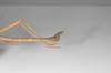 CollectionObject 1562967; 0fec4be1-641c-45a3-808a-6a005e6200d4: copyright ZSMC, Munich. male (holotype), abdomen lateral view. (CollectionObject).