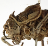 CollectionObject 1566726; 0cd0a5c4-fb88-422f-b2dd-d5261b005a59: male head and pronotum, lateral view (syntype). (CollectionObject).
