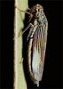 Habitus, lateral view: !! display not done !! on Cuerna alba Oman & Beamer, 1944: Female with brochosome masses. U.S.A., New Mexico, Otero Co., White Sands. Photo: R. Rakitov. (Observation).