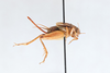 CollectionObject 2868940; CNCI 90778, 39f8e030-9f0d-45a1-935c-e20bc4f9a667: Allonemobius tinnulus. (CollectionObject).