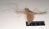 CollectionObject 1561924; NHMUK(SF IMPORT DUPLICATE) 844827, bc8db473-e88c-473e-8bf4-53f35d8c9888: copyright Natural History Museum, London. female, lateral view of Necroscia atricoxis (holotype). (CollectionObject).