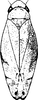 Habitus, dorsal view on Eurhadina (Eurhadina) fujiana Yang & Li, 1991: Habitus, dorsal view. (Observation).