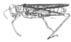 Tetrixocephalus sergioi Ronderos, 1974: Fig. 1. female habitus. (Otu).
