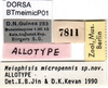 Meiophisis micropennis Jin, 1992: female labels (allotype). (Otu).