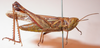 CollectionObject 1543493; 6e6e2f81-4eb0-4a23-b9c4-cfef2aa57d63: male, lateral view (syntype). (CollectionObject).