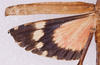 CollectionObject 1572196; 09d45213-1fcf-4e5d-8733-0ca4dbc64163: female, wings (holotype). (CollectionObject).