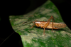 FieldOccurrence 3739; f312b069-ef51-4b3c-99a7-ec3446bd4a23; Brazil: Rio de Janeiro
Rio de Janeiro, Parque Nacional da Tijuca, 2021/09/10-2021/09/11
Pedro Souza-Dias: female. (FieldOccurrence).