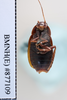 CollectionObject 1573243; 3d12e2de-744c-4768-87f1-204e5f8581d1: Copyright NHM, London. ventral view, male, non-type. (CollectionObject).