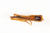 CollectionObject 1585447; 900dfe2b-4398-4e35-9616-7b9b0eb0b9b0: male, dorsal view (syntype). (CollectionObject).