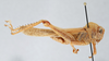 CollectionObject 2775436; CNCI 1012837, 7f90845d-4d0e-4c87-9671-a1b094057f57: Abisares viridipennis. lateral view. (CollectionObject).