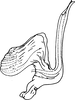 Aedeagus, lateral view on Coganoa cogani Dworakowska, 1976: Aedeagus, lateral view. (Observation).