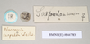 CollectionObject 1559814; 2a298c8a-596c-4db2-aba1-84063b998a7b: copyright Natural History Museum, London. female, data labels of Necroscia sarpedon (syntype). (CollectionObject).;CollectionObject 1559815; 3368a023-0585-4ab9-967a-1f3367d9a27c: copyright Natural History Museum, London. female, data labels of Necroscia sarpedon (syntype). (CollectionObject).