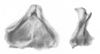 Ceuthophilus (Geotettix) cunicularis Hubbell, 1936: Figs. 83-83a. Epiphallus. (Otu).