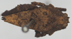 CollectionObject 1535339; 8c0f92b8-11c3-4469-a0b1-10c4c299d191: female, dorsal view (holotype). (CollectionObject).