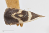 Habitus, dorsal view: !! display not done !! on Cyrtolobus frigidus Ball, 1932: (Observation).