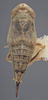 Habitus, dorsal view on Athysanella (Gladionura) clavata Ball & Beamer, 1940: Dorsal - Female. (Observation).