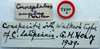 CollectionObject 1516879; 53d5e75a-1c73-47b6-8cbc-fa161bda0945: labels (holotype). (CollectionObject).