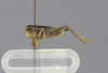 CollectionObject 1525562; d9278fee-3b3d-4547-b6a1-1df92c139ca4: male, lateral view. (CollectionObject).