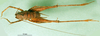 CollectionObject 1503128; 7f400fe4-a541-4e8b-b3e4-44a0856cbc02: male, dorsal view (holotype). (CollectionObject).