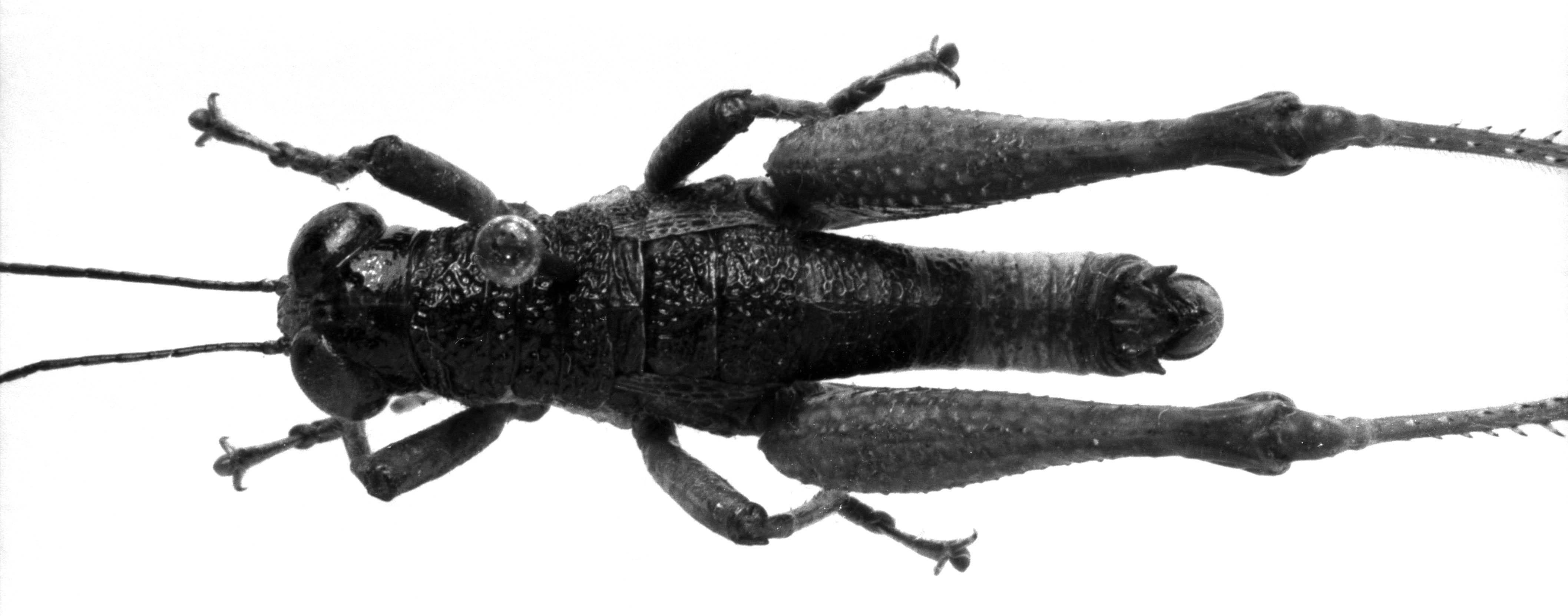 Orthoptera Species File - Episomacris gruneri (Descamps & Amédégnato, 1970)