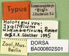 CollectionObject 1501239; 1d78f5f7-d185-4827-87e9-ed12890fc309, DORSA BA000802S01: labels (holotype of Ixalidium usambaricum). (CollectionObject).