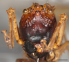 CollectionObject 1586781; 7f96ef9e-5ae2-426f-a0b7-8226d26996ea: male, frontal view, scale bar = 5 mm. (CollectionObject).