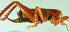 CollectionObject 1595444; d7e83f38-79e9-4254-a5c8-adec6dca8425: female, lateral view. (CollectionObject).