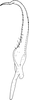 Stylus on Edwardsiana ishidai (Matsumura, 1932): Stylus. (Observation).