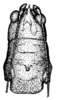 Paralobaspis gorgon Rehn, 1918: Pl. 19, Fig. 12 (after type). female head and pronotum, dorsal view. (Otu).