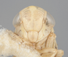 Head on Athysanella (Athysanella) kadokana Knull, 1951: Face. (Observation).