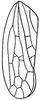Forewing: !! display not done !! on Amplicephalus (Amplicephalus) osborni (Van Duzee, 1892): forewing. (Observation).