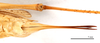 CollectionObject 1578320; 84e17f94-7f0a-45f4-a28d-59ba00798090: ovipositor, ventral view (allotype of Gampsocleis kaszabi Bazyluk, 1972). (CollectionObject).