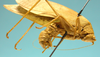 CollectionObject 1542803; cb448c6c-a34a-4e49-b9e2-600fc6027374: male, apex of the abdomen lateral view (holotype). (CollectionObject).