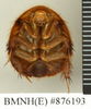 CollectionObject 1572931; 70c634fb-f7c8-47ed-aa48-dc5ade6cb4ec: Copyright Natural History Museum, London. Non-type (adult female) in BM(NH). Ventral view. (CollectionObject).