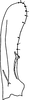 Subgenital plate: !! display not done !! on Fagocyba carri (Edwards, 1914): Subgenital plate. (Observation).