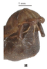 CollectionObject 1558819; a395ad3d-677d-444a-b3e1-a019eebb5e08, NMW 669': copyright NHMW, photo by Hennemann & Conle. male, end of abdomen (holotype). (CollectionObject).