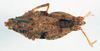 CollectionObject 1501029; 6aacdea8-4bdb-4860-84e6-e1590dd23ada: female, dorsal view (holotype). (CollectionObject).