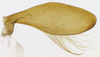 Subgenital plate, ventral view on Polana (Culumana) torqua (DeLong & Freytag, 1972): Male specimen [DZRJ]: subgenital plate, ventral view. (Observation).