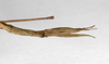 CollectionObject 1561544; 30330bba-5941-41c0-9261-d1ac48dfe74b: copyright ZMHB, Berlin. female: end of abdomen, ventral view (syntype). (CollectionObject).;CollectionObject 1561545; 6b1e6c94-13ab-43a1-a65a-24f44cdb6703: copyright ZMHB, Berlin. female: end of abdomen, ventral view (syntype). (CollectionObject).