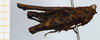 CollectionObject 1506065; 1528f4cf-e287-4ea2-8768-96e44bb276a9: female, lateral view (holotype of Scabrotettix biolleyi). (CollectionObject).