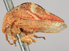 Habitus, lateral view: !! display not done !! on Cyrtolobus fenestratus (Fitch, 1851): (Observation).