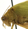 CollectionObject 1505653; a419e4d4-23d7-4d05-9f20-2603990a85e2: female pronotum, lateral view (probably syntype). (CollectionObject).