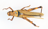 Zonocerus variegatus variegatus (Linnaeus, 1758): female, dorsal view (holotype of Gryllus laevis). (Otu).