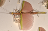 CollectionObject 1559689; b2a489ad-543e-4d64-94cb-86236d2114e3: copyright OUMNH. female, lateral view of synonym Necroscia marmessus (paralectotype). (CollectionObject).