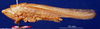 CollectionObject 1516885; ce06ddf3-2464-434d-879f-77e8364e96dd: male, lateral view (holotype). (CollectionObject).